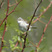 Greater Whitethroat